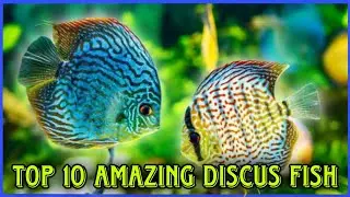 Top 10 Amazing Discus Fish Variety In The World