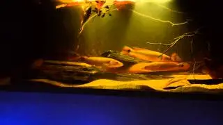 Rio Atabapo biotope with Crenicichla sp. Atabapo red