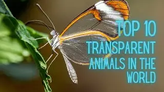 Top 10 invisible animals in the world