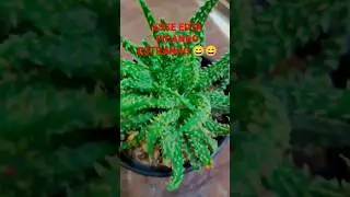 ALOE HUMILIS , diferente de todas #cactoseplantassuculentas #cactos