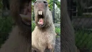 Did you know capybaras can sound like cows? 🐄 #funny #kapibara #kapi