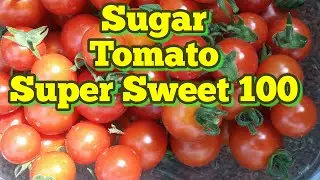 Sugar Sweet Tomato variety Super Sweet 100; Description & Tasting