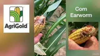 Corn Earworm