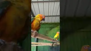 Exotic birds park varapuzha.       #exotic #birds #varapuzha #exoticbird #love #funny #kochi