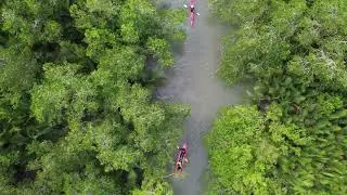Drone View of Kayaking Through Lush Mangrove Forest | Nature & Adventure Aerial Footage