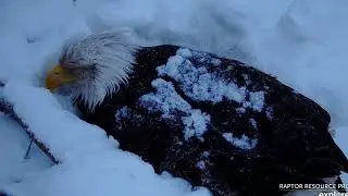 Snow storm, Decorah Eagles - North Nest Explore Live Nature Cams 4k powered by EXPLORE.org