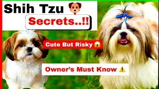 Shih Tzu dogs || Shih Tzu puppies || Shih Tzu grooming || Shih Tzu care tips || Shih Tzu |