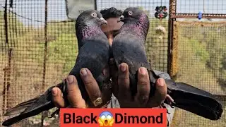 Amol Bhai Ke Bedag💥Tare Wale Gulabi Choch Ke Full White Aur Black Dimond Koyal Zakk Kabootar.