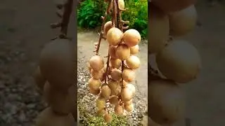 Do you gaduguda fruit #gaduguda #youtube #shorts #video 🫒😋