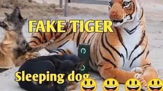Fake Tiger Prank Dog Video Try To Not Laugh Challenge 2020 || Funny Reaction |Fun Prank 4 u || Fp4u
