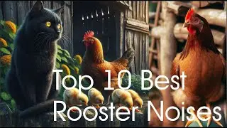 Mother hen calling her chicks - Top 10 Best Rooster Noises #chicken