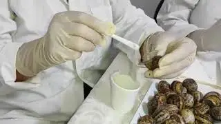 MEDHELIXIR | extraction manuelle de la bave d'escargot