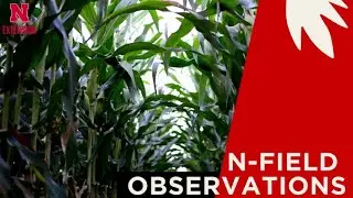 Grazing Cereal Rye & Height  | N Field Observations