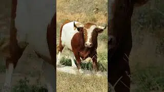 The Mighty Bulls: Strength, Tradition, and Agriculture 🐂 #animal #wildlifewonders #educational
