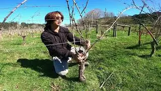 Demo How to Prune Grapevines 3 Canes Vertical Shoot Pruning (VSP)