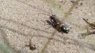 Northern Sand Dune Tiger Beetle.
