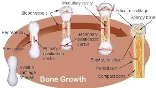 Bone development and growth| hd animations | anatomy