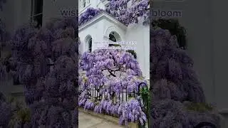 The most beautiful wisteria tree in Kensington 💜 #londonlife #thisislondon #wisteria
