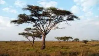 Ethiopia (Wollo) Traditional Song - (New) - ቦረና ነው ቤቱ
