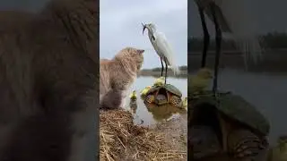 The Cat Ducks and the Bird on a Turtle &ndash; A surprising friendship #animals #wildlife #friends