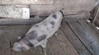 N&atilde;o posso criar porco , n&atilde;o tenho coragem de matar !! 