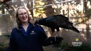 Turtle Bay Turkey Vulture