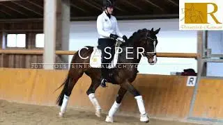 SOLD!! Dressurpferd - 2014 Holsteiner Wallach von Cascadello, Stm. ca. 1,68,  L-Dressur - Casper