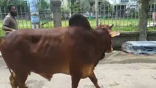 DESHAL GORU | QUBANI GORU  2022 | CHITTAGONG | PAGLA DESHAL | SADDA AL MODINA AGRO