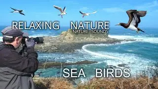 🎧 RELAXING NATURE. SEA BIRDS. BROWN BOODY/SULA LEUCOGASTER 4K. BASQUE COUNTRY.