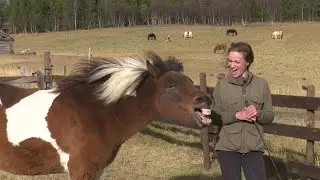 How to use body language when communicating with horses