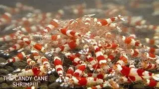 CANDY CANE SHRIMP!!!
