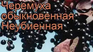 Черемуха обыкновенная Неубиенная (prunus padus) 🌿 обзор: как сажать, саженцы черемухи Неубиенная