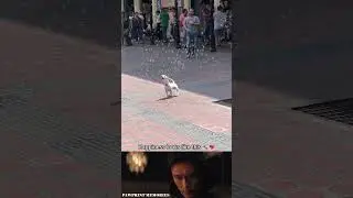 This Dog Found Happiness in Bubbles 🫧🐶 | Pure Joy