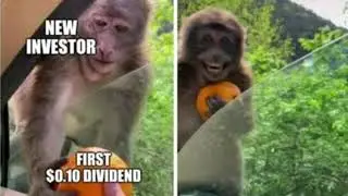 MEJORES ACCIONES DE DIVIDENDOS PARA NOVIEMBRE 2020!!