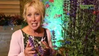 Carol Klein's container for colour