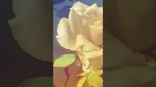 mehka diye jayie ni tu sda rahe mehkdi(status video)