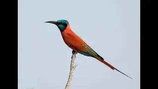 Photo montage of Birds of The Gambia - February 2025