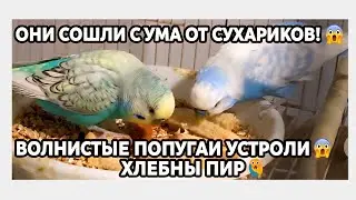 Они сошли с ума от сухариков! 😱 Волнистые попугаи устроили хлебный пир 🦜