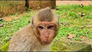 Breaking News! This is A New abandoned baby Monkey Longtail just releases in the amber Family 🐒🏡