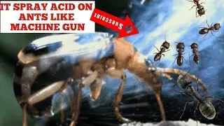 HAVE YOU EVER SEEN ANIMAL BORMBIRDING LIKE MACHINE GUN?