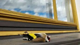 Bird Strike Prevention Window Film