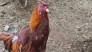 Murga collection ducks and German shepherd mini zoo part5 