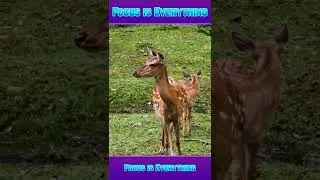 Focus is everything #focus | learninverse #shorts