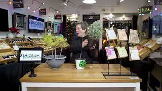 Let's Rescue a Lavender Plant | Sensorium Emporium 𖡼.𖤣𖥧𖡼.𖤣𖥧