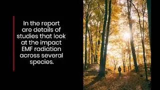 Discover The Impact Of 5G Towers & EMF Radiation On Wildlife & The Environment