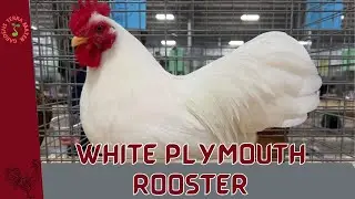 White Plymouth Cock (Gallus gallus domesticus): The Majestic Leader of Your Flock!
