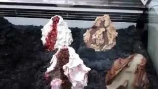 gelatosit&agrave; sigep 2013