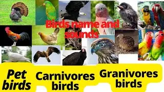 Birds Name| Birds name in English|Pet,Carnivores and Granivores birds|Part 1