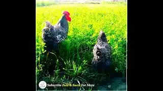 Playmouth hens #chicken