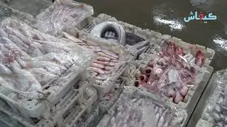 ميناء العيون.. مفرغات السمك قبل رمضان